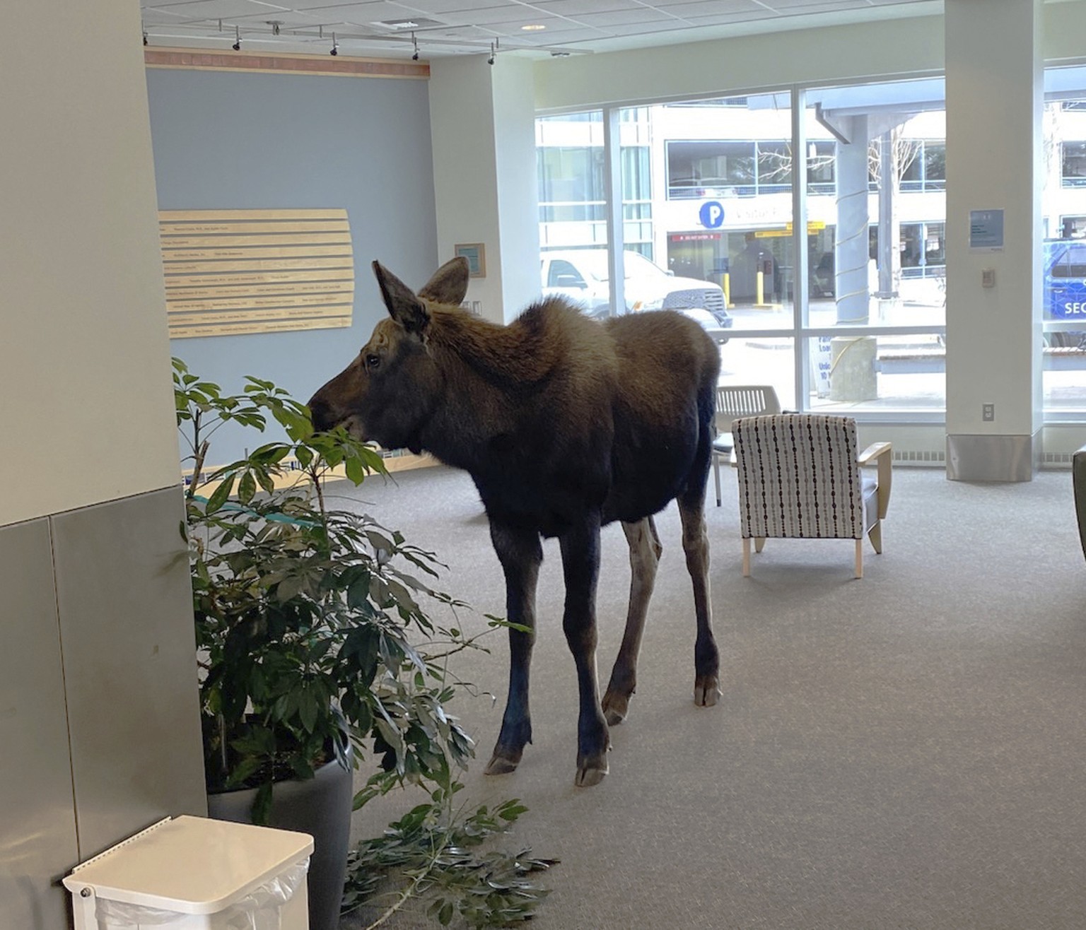 In this Thursday, April 6, 2023, image provided by Providence Alaska, a moose stands inside a Providence Alaska Health Park medical building in Anchorage, Alaska. The moose chomped on plants in the lo ...