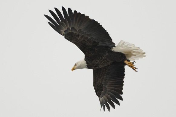 epa11822481 A bald eagle (Haliaeetus leucocephalus) takes flight in Medford, Massachusetts, USA, 13 January 2025. On 24 December 2024, US President Biden signed a bill into law, legislation that amend ...