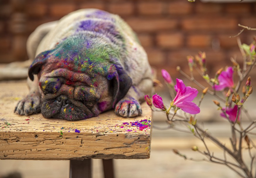 epaselect epa09102852 A pug dog smeared with colors during celebrations of Holi Festival amidst Coronavirus restrictions in Kathmandu, Nepal, 28 March 2021. Holi, also known as the Festival of Colors, ...