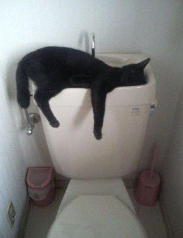betrunkene Katzen
http://www.catgallery.ru/gal/fun/funny-cats/cat-fun-i-love-toilets.jpg