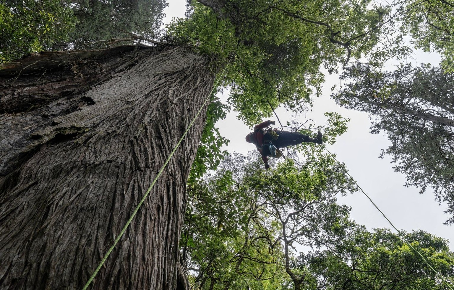 230618 -- NYINGCHI, June 18, 2023 -- An expedition professional climbs the giant cypress measuring 102.3 meters at the national nature reserve of the Yarlung Zangbo Grand Canyon in Bome County, Nyingc ...