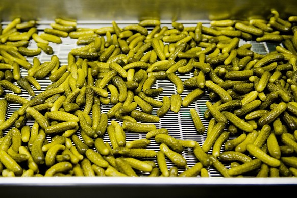 Des cornichons defilent sur une chaine de production dans l&#039;entreprise Reitzel lors de la presentation a la presse des resultas du groupe Reitzel ce mardi 27 mars 2012 a Aigle. Reitzel est un des ...
