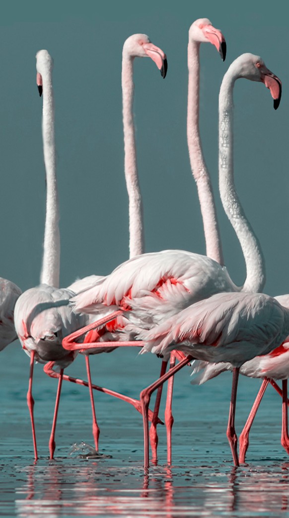 Animal with a longer neck than usual: dachshund, giraffe, shark, flamingo, bee, elephant, snake, crocodile