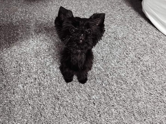 cute news animal dog https://imgur.com/t/animals/D0V2TKz