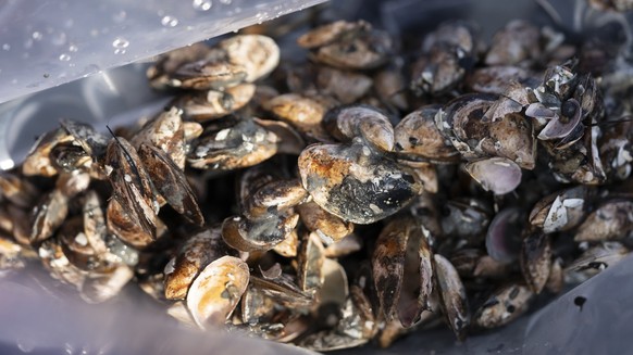 Forscher und Forscherinnen der Eawag packen die Quaggamuscheln, die sie mit dem Sedimentgreifer auf dem Forschungsschiff des Instituts fuer Limnologie der Universitaet Konstanz gesammelt haben, in ein ...