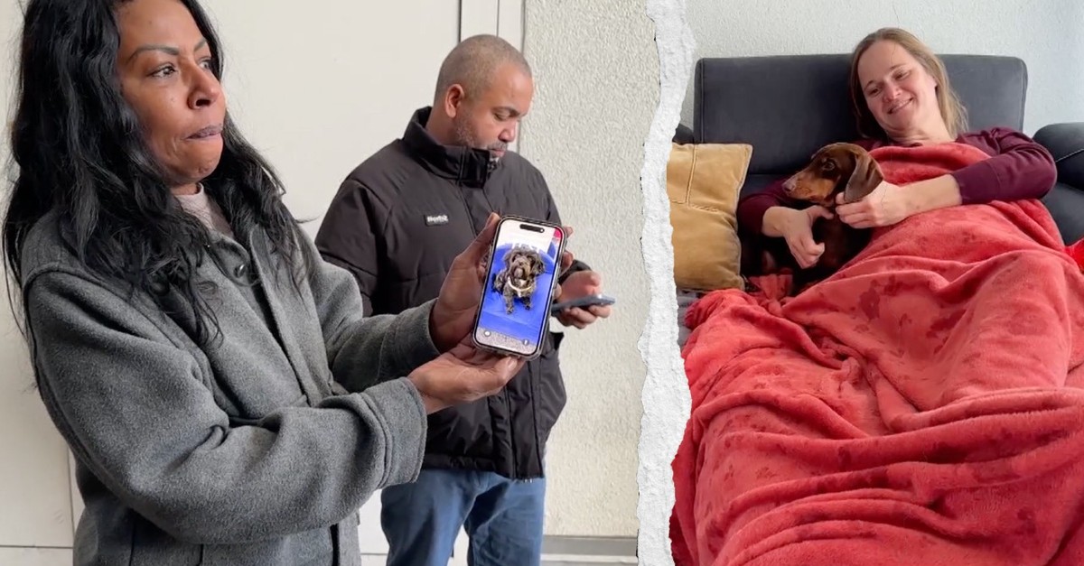 zwei-hunde-vor-coop-im-glattpark-gestohlen-jetzt-sind-beide-wieder-aufgetaucht