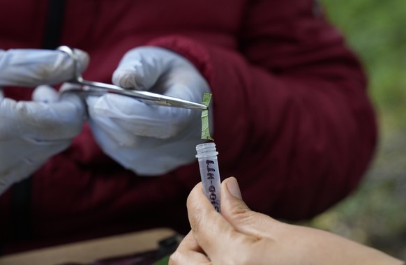Farmer and rancher Edgar Guanga extracts a sample of a plant for scientists to extract DNA as part of the Barcode Galapagos project in the island of San Cristobal, Galapagos, Ecuador, Friday, Aug. 20, ...