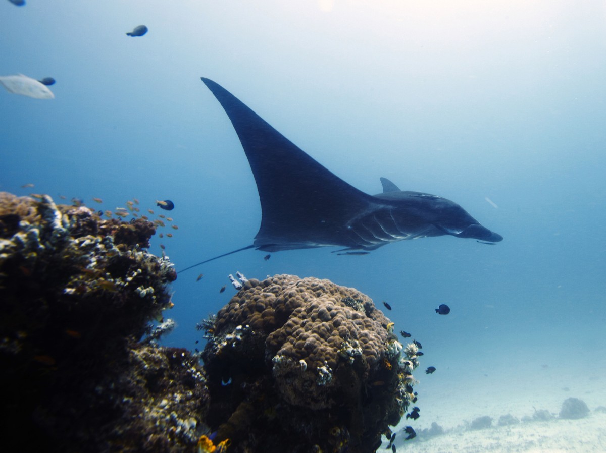 In this Oct. 18, 2011 photo, manta ray swims in the water, off Raja Ampat islands, Indonesia. Indonesia is now the world's largest sanctuary for manta rays, after officials were persuaded by evid ...
