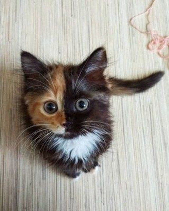cute news tier katze

https://www.pinterest.ch/pin/1121888957169340076/