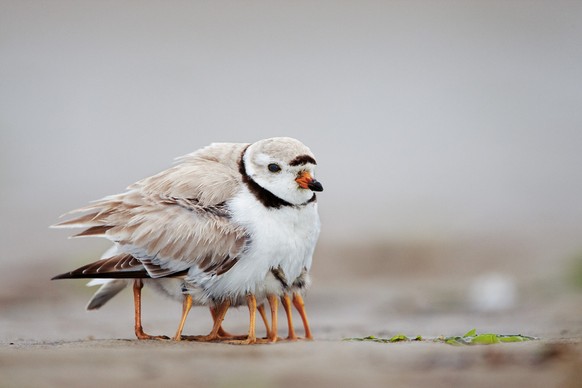 Spider-Bird, Spinnen-Vogel