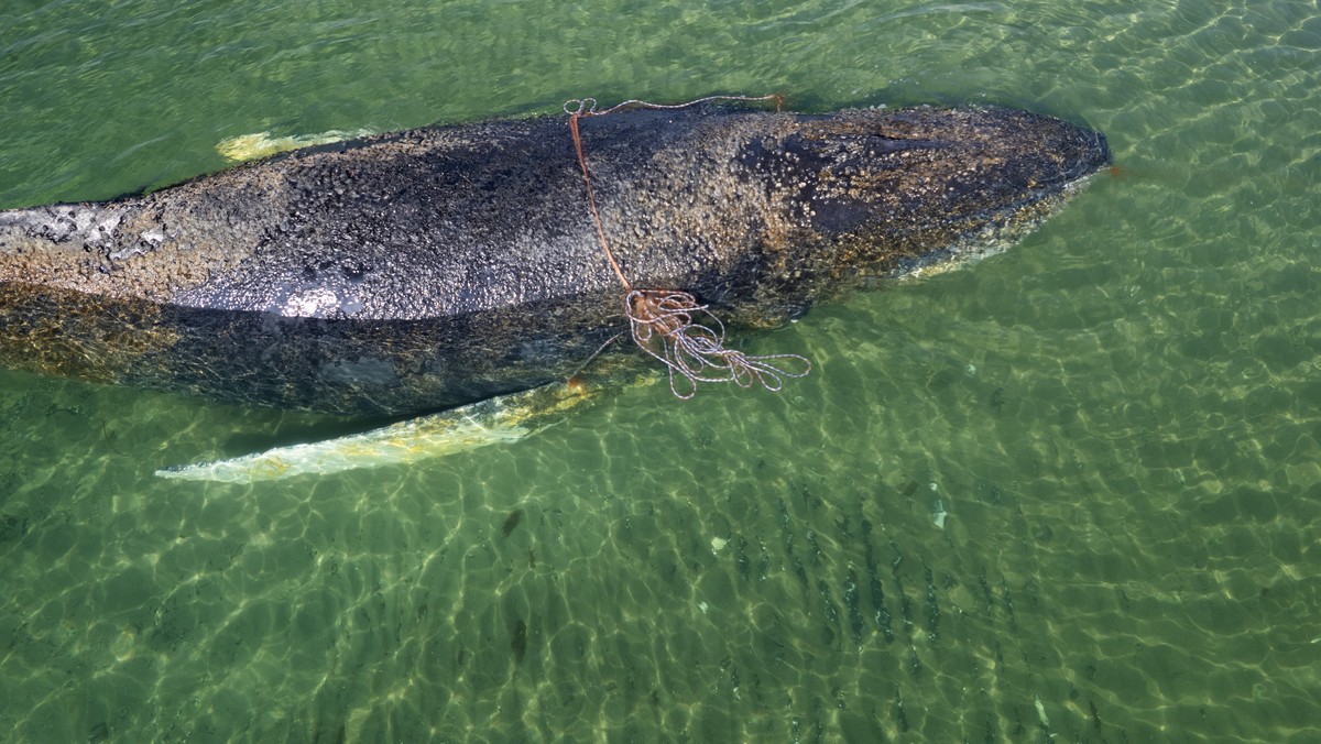epa12850545 A handout photo made available by the non-profit marine conservation organization Sea Shepherd shows a beached whale lying in the waters of the Baltic Sea near Niendorf harbor in Timmendor ...