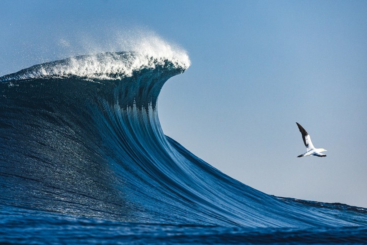 Large blue cresting wave standing tall in the open ocean on a sunny day with Albatros bird of prey flying past.