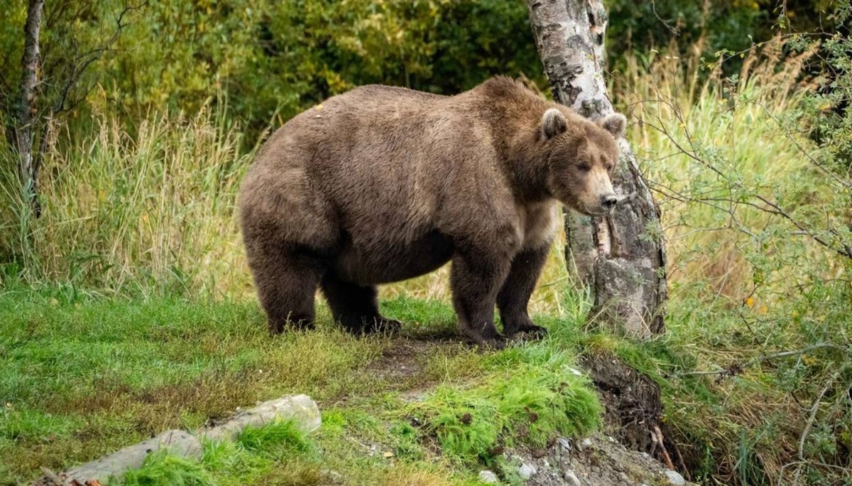 Fat Bear Week, Bär 901.