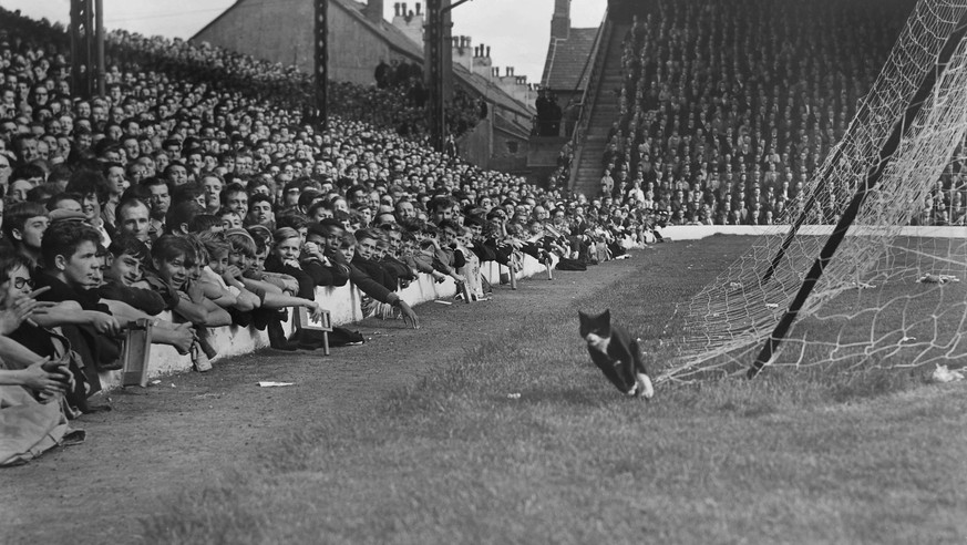 22.08.1964 Copyright: imago/Colorsport
Football - 1964 / 1965 First Division - Liverpool FC - Arsenal FC London 3:1 (22/08/1964) A black cat, much to the delights of the home supporters, runs in front ...