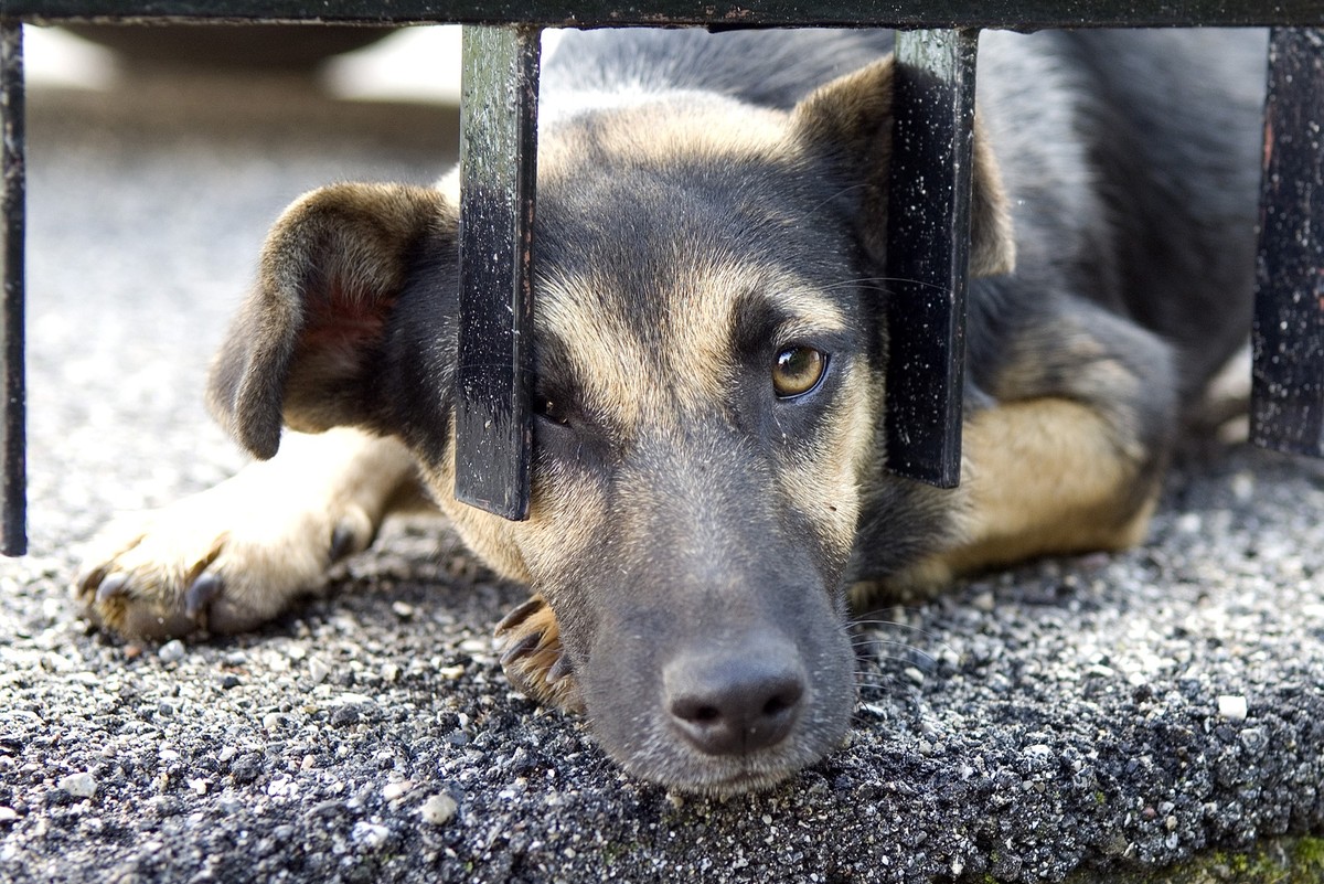 Strassenhund, bettelnd, Strassenhund, bettelnd, 19.12.2020, Copyright: xemerx Panthermedia29155705.jpg