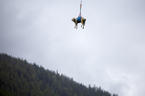 Eine Kuh wird mit einem Helikopter aus dem Bergsturzgebiet beim Bietschhorn im Loetschental zu einem Bauernhof geflogen, am Dienstag, 20. Mai 2025, in Ferden. Das Dorf Blatten VS im Loetschental musst ...