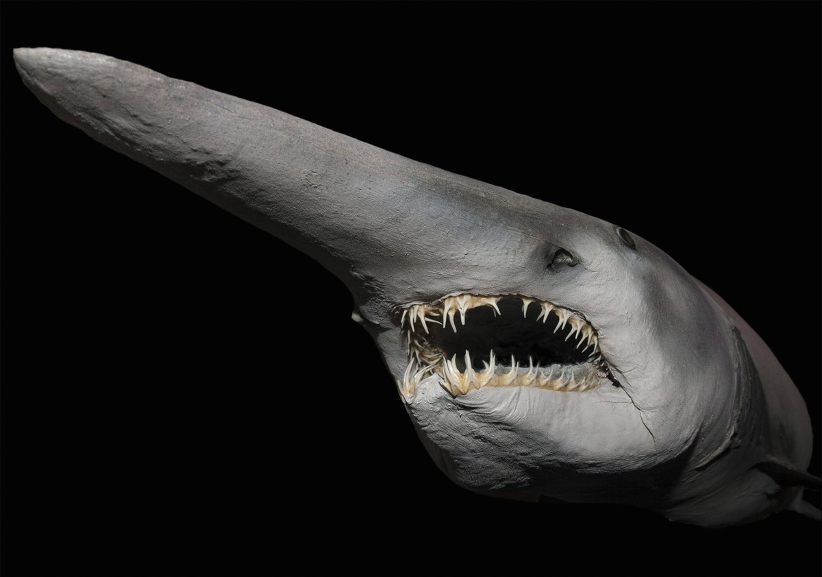 Goblin Shark Mitsukurina owstoni Portrait showing narrow holding teeth designed to grip soft bodied prey such as squid and octopus and long snout covered with electrical sensors to hunt prey in dark e ...