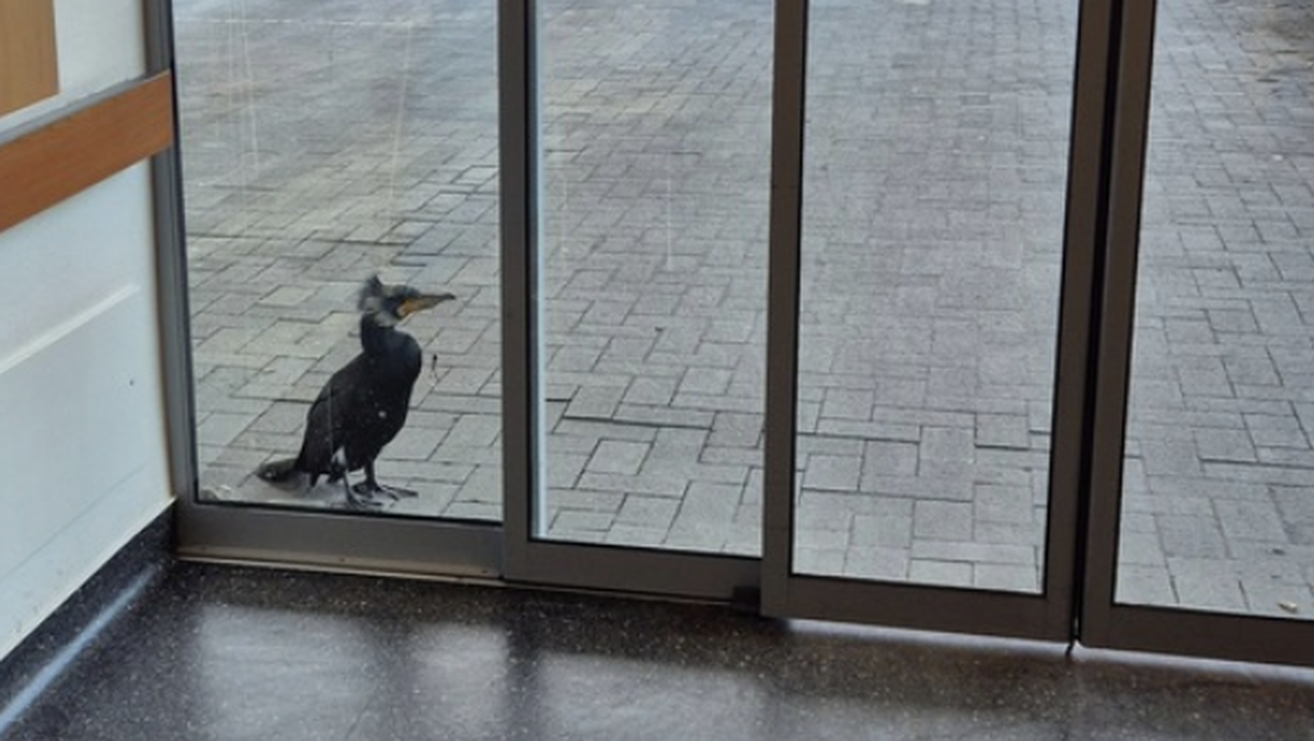 Kormoran Feuerwehr Bremen Deutschland Vogel