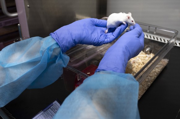 Un technicien montre une souris de laboratoire dans une animalerie d&#039;un centre de recherche sur le cancer ce mardi 9 mars 2021 a Lausanne. Durant la session parlementaire du printemps 2021, l&#03 ...