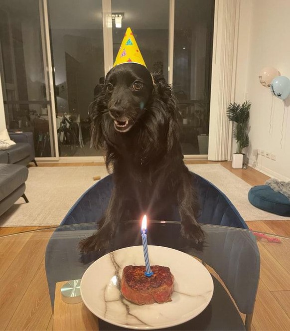 cute news animal tier hund dog

https://www.reddit.com/r/rarepuppers/comments/px6skg/it_was_my_dogs_birthday_yesterday/