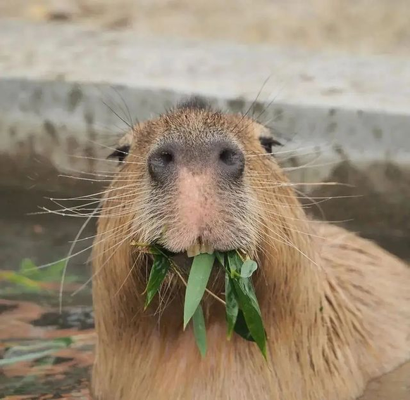 cute news animal tier capybara

https://www.reddit.com/r/capybara/comments/tystgs/nom_nom_nom/