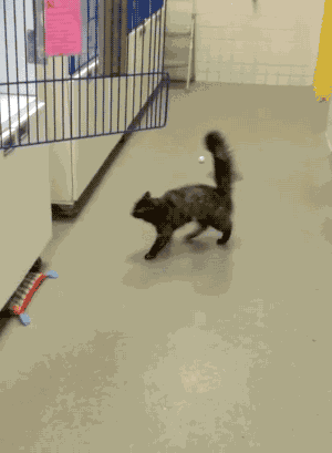 Animiertes GIF