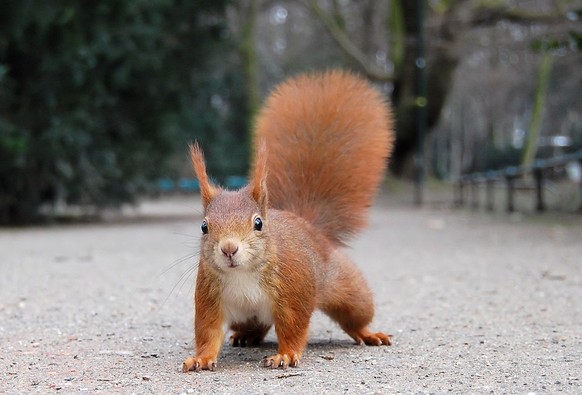 Europäisches Eichhörnchen