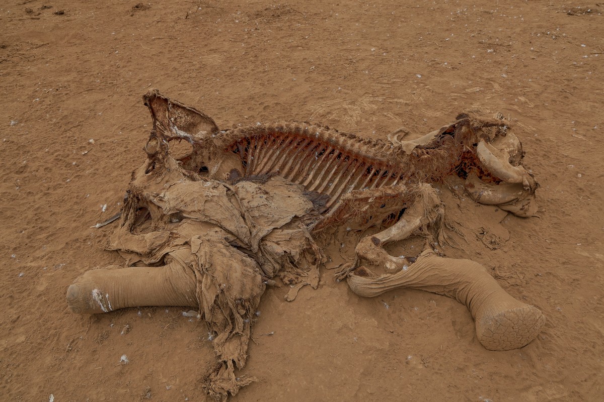 The carcass of an elephant suspected to have died from pesticide poisoning lies in the Kitenden village, on the outskirts of Amboseli National Park in Kajiado County, Kenya, Thursday, Aug. 6, 2026. (A ...