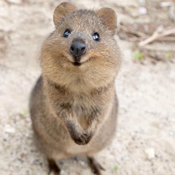 Tier-Fails, Tier-Wins – in den heutigen Cute News ist alles dabei!
Sweet Quokka.