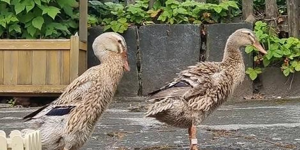 Jeder, der einen Garten hat, kennts: Die Schneckeninvasion. Regnet es viel, kommen die Tiere aus ihren Häuschen und verfressen das ganze Grün. Dagegen helfen Laufenten. Dana aus Zürich mietet das Gefi ...