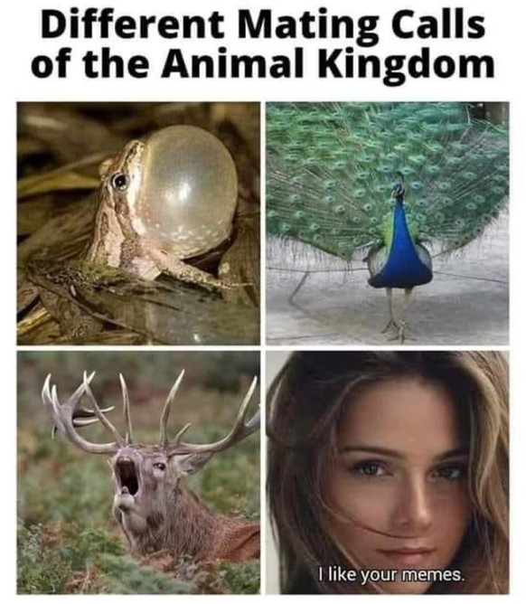 The best memes of the week in the picdump