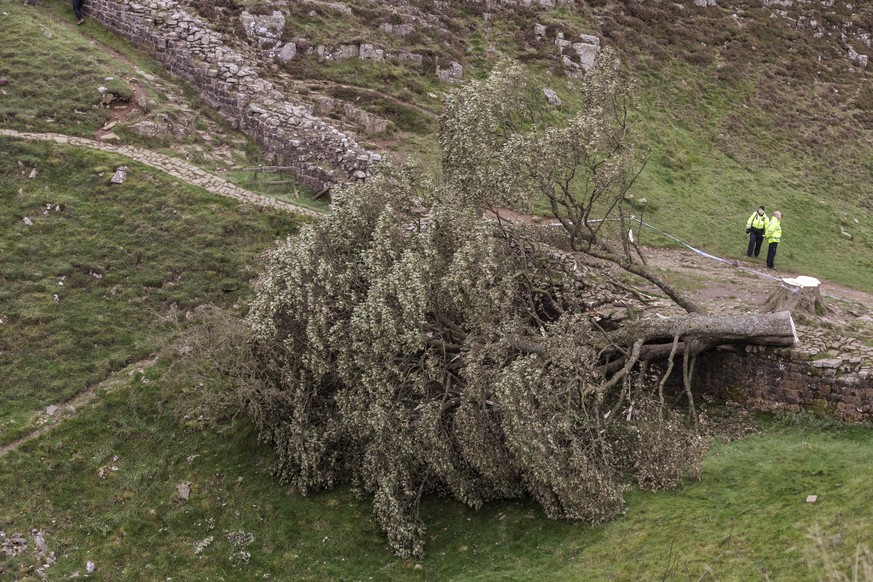 SWNS_TREE_GAP_15 Police stand at the Sycamore Gap. The tree at Hadrian s Wall s Sycamore Gap has been felled last night, pictured in Northumberland, Sep 28 2023. MRNO This image is supplied for editor ...