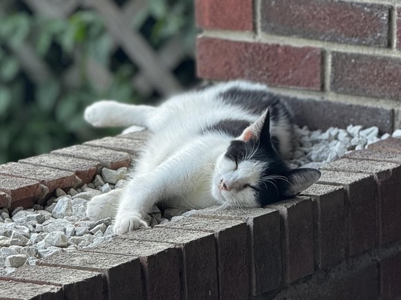 cute news tier katze

https://www.reddit.com/r/cats/comments/1miyw6g/life_with_the_babies_lately/#lightbox