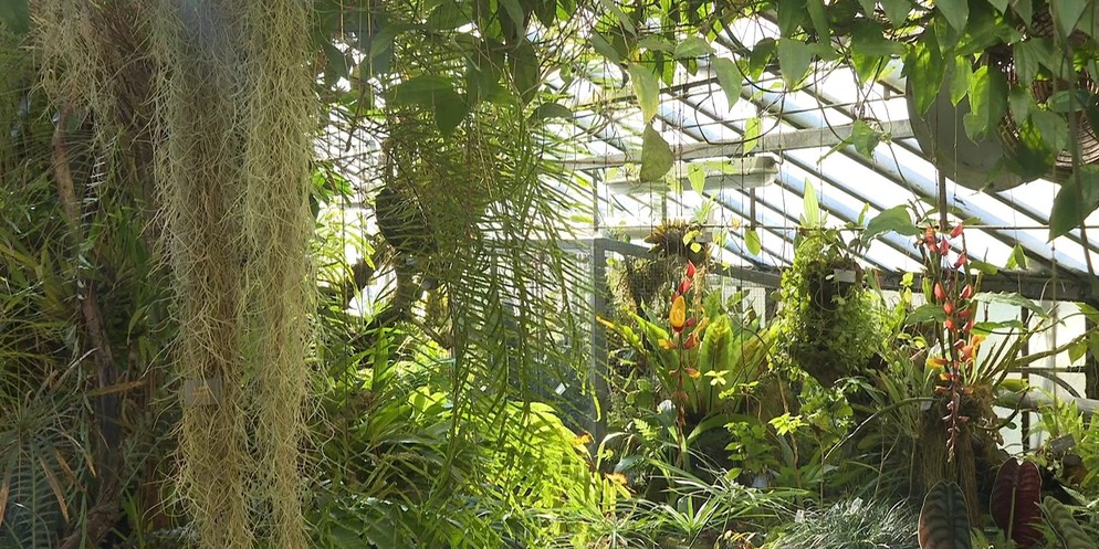 Im Orchideenhaus des Botanischen Gartens Bern wurden 2023 rund 20 Pflanzen geklaut.