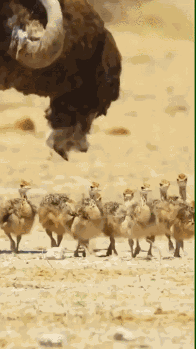 Animiertes GIF