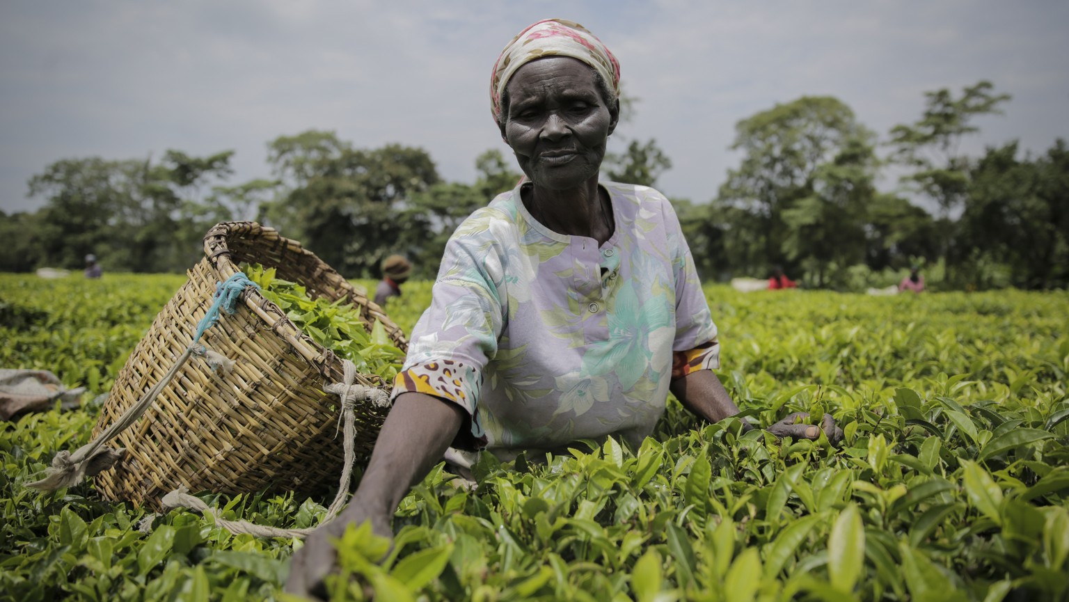 FILE - A woman picks tea leaves in Chepsonoi, Nandi county, in western Kenya on Aug. 13, 2022. A multinational tea company based in Kenya has suspended operations in May 2023 after tea plucking and ha ...