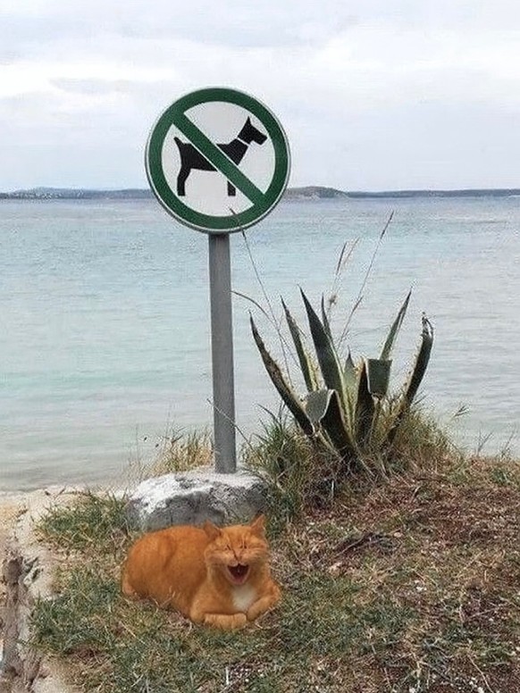 cute news tier katze

https://www.instagram.com/p/DMcuaYdTyU5/