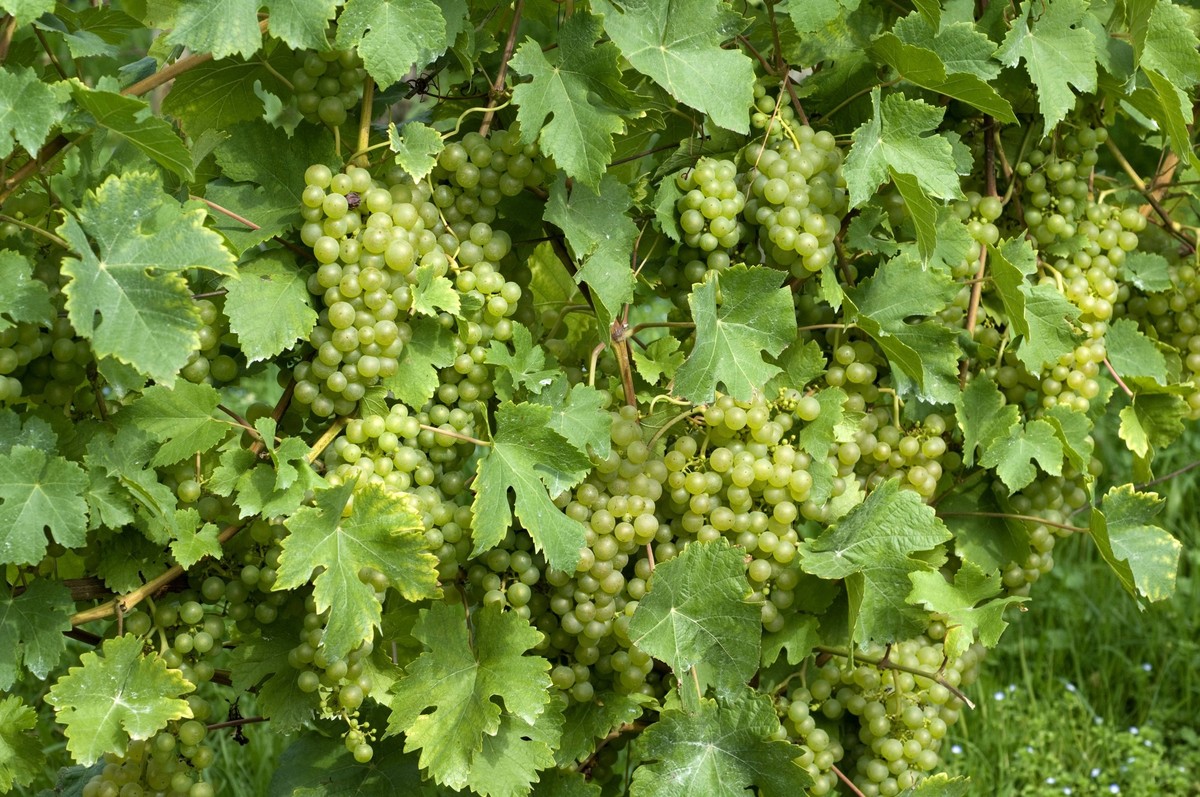 Fendant; Gutedel; Weisse Weintrauben !AUFNAHMEDATUM GESCHÄTZT!

Fendant Chasselas White Grapes date estimated