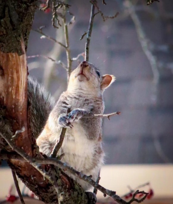cute news animal tier squirrel eichhörnchen

https://www.reddit.com/r/squirrels/comments/si4kxe/sticky_georges/