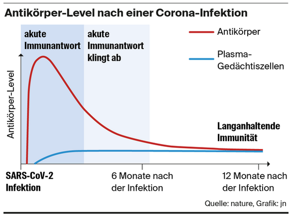 Ein Forschungsteam um Andreas Radbruch zeigte auf, dass zwar die Antikörper (rot) nach einer Infektion stark abfallen. Dafür speichert der Körper im Knochenmark sogenannte Plasma-Gedächtniszellen (bla ...