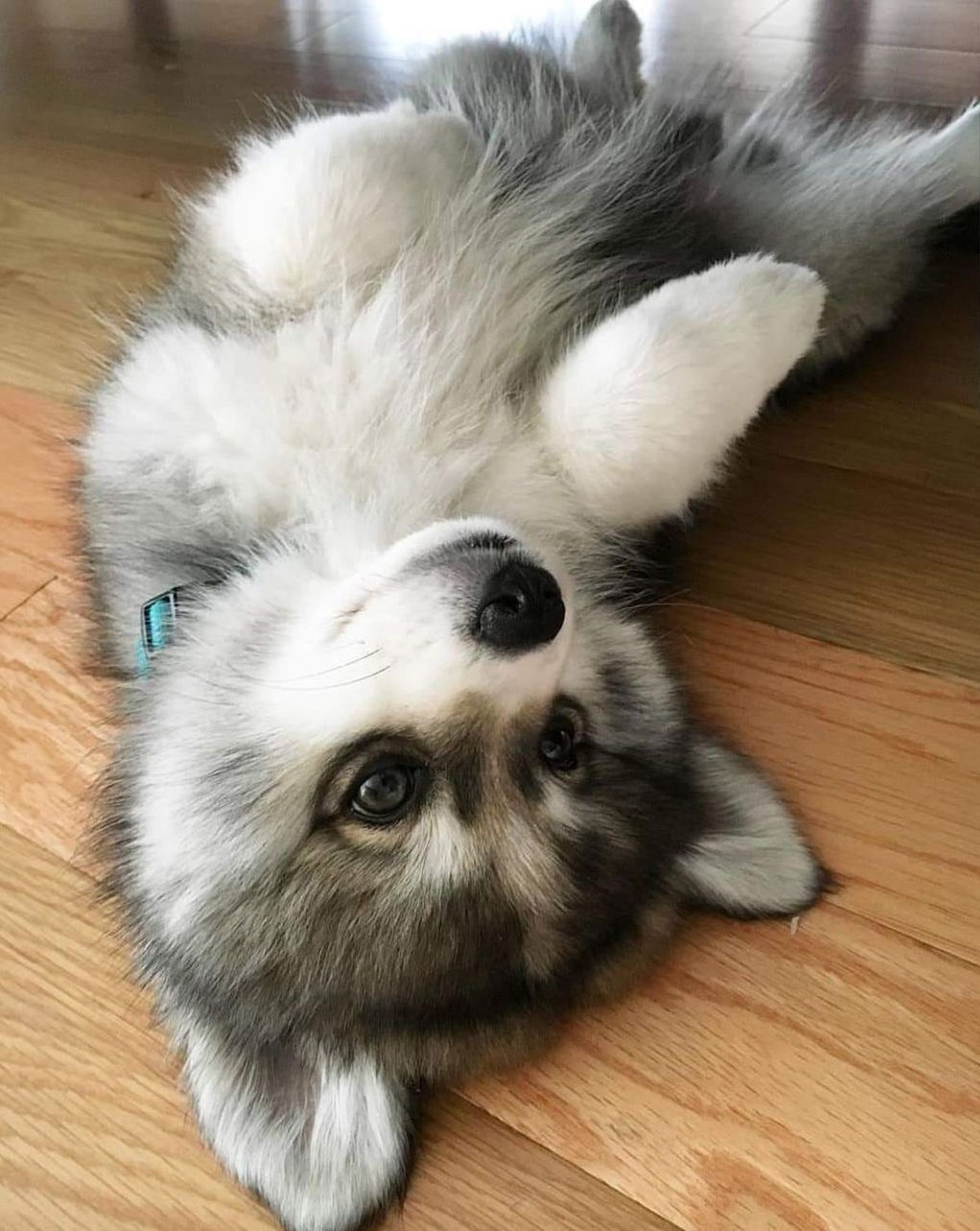 Sag alle deine Termine ab! So viele Tierbilder gab's noch nie
Flausch