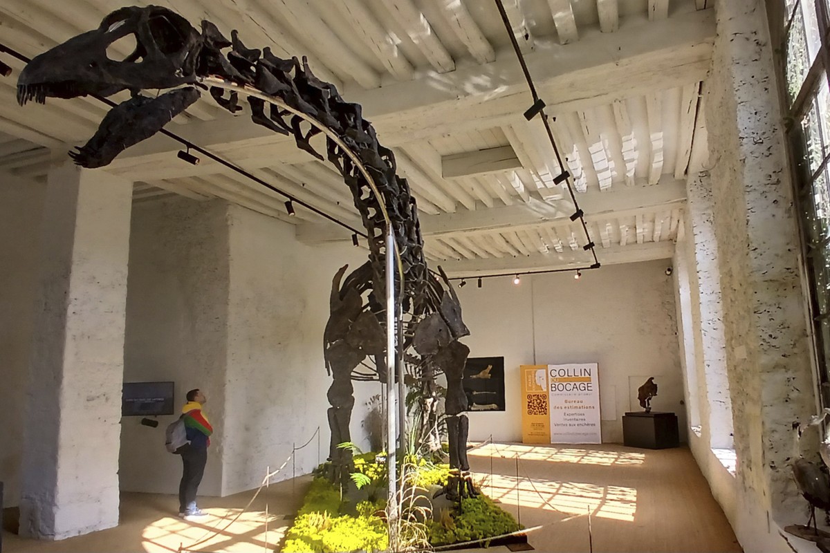 A man watches a 69 feet (21 meters) long dinosaur that will go at auction next Nov.16, at the Dampierre-en-Yvelines castle, south of Paris, Wednesday, Oct. 23, 2024. (AP Photo/Marine Lesprit)
