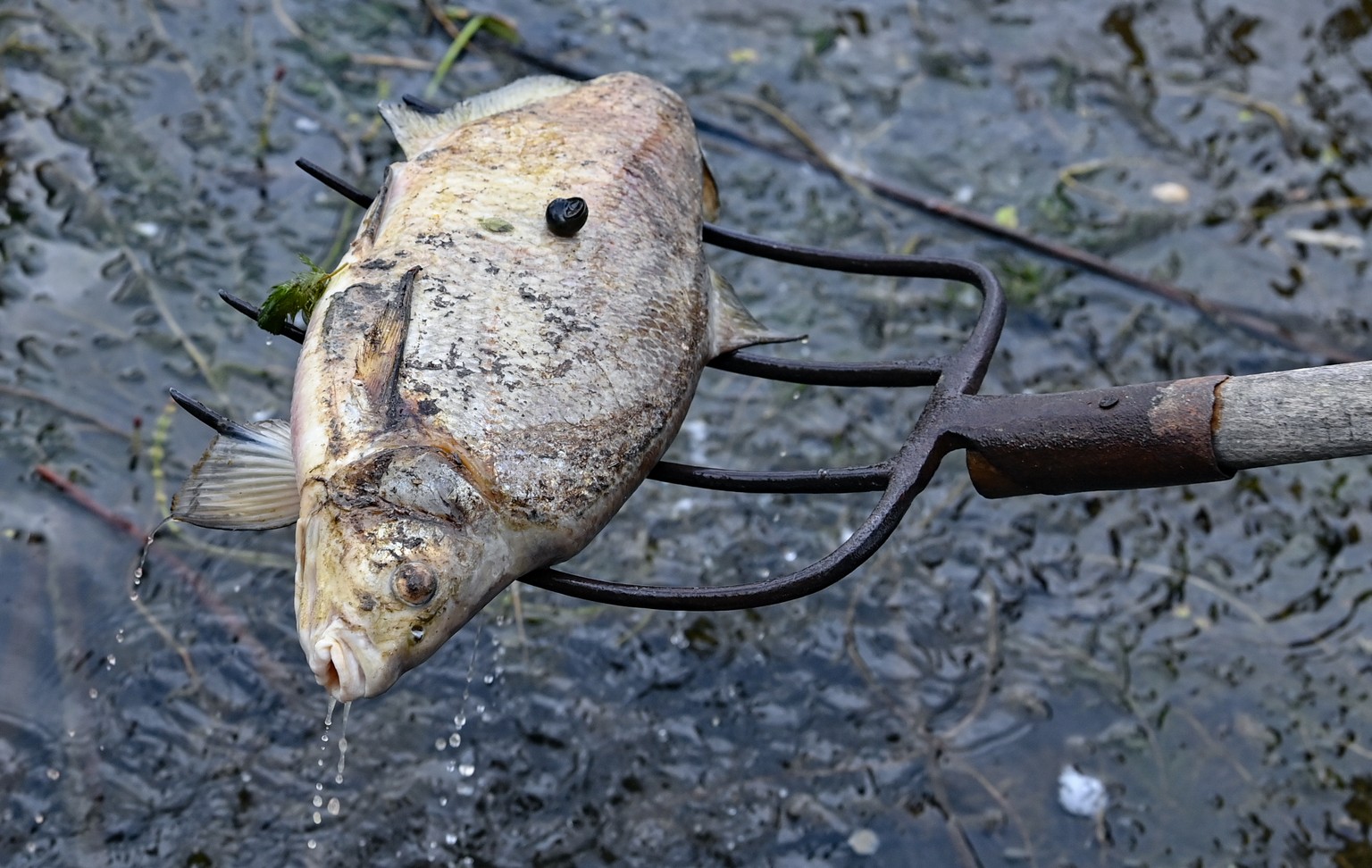 13.08.2022, Brandenburg, Lebus: Ein toter Fisch wird aus dem Wasser des deutsch-polnischen Grenzflusses Oder geborgen. Seit mehren Tagen besch