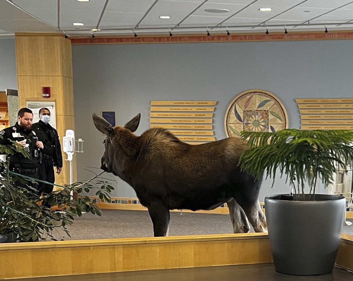 In this Thursday, April 6, 2023, image provided by Providence Alaska, a moose stands inside a Providence Alaska Health Park medical building in Anchorage, Alaska. The moose chomped on plants in the lo ...