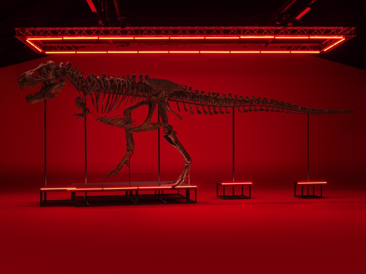 Trinity in Rot. Als Grössenvergleich: Die Ärmchen des T-Rex sind etwa so lang wie deine Arme.