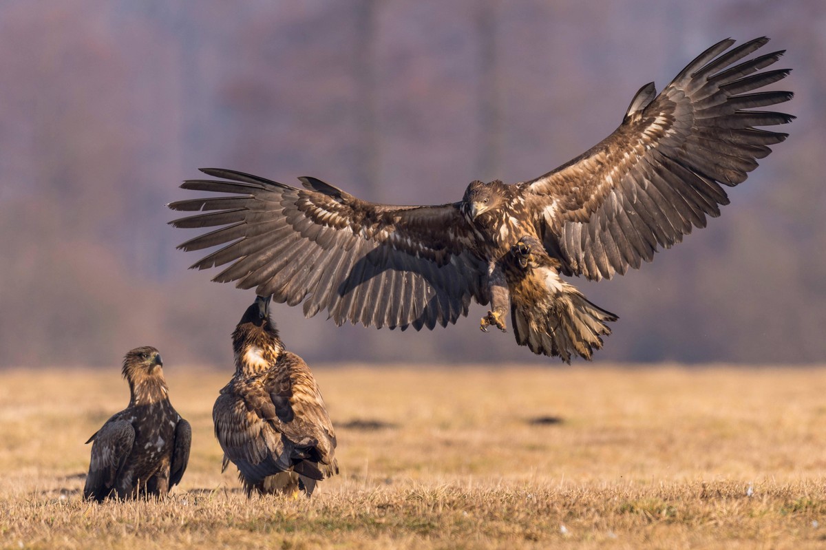 Seeadler, See-Adler Haliaeetus albicilla, Landung, Polen, Kutno white-tailed sea eagle Haliaeetus albicilla, landing, Poland, Kutno BLWS633392 *** White-tailed Sea Eagle, Sea Eagle Haliaeetus albicill ...