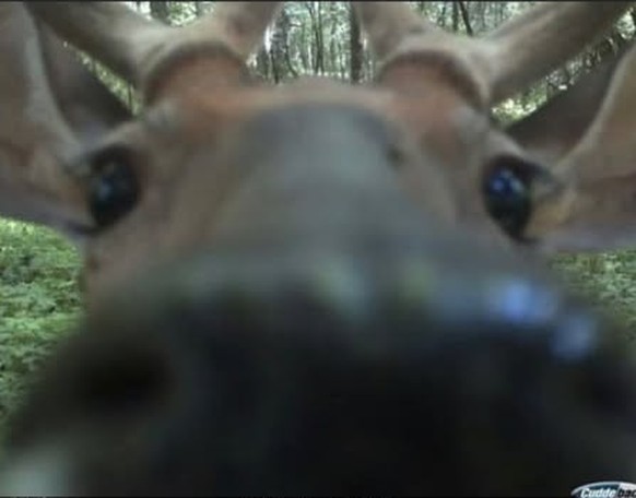 cute news tier wildtierkamera

https://www.instagram.com/p/DHGsGtbykDe/