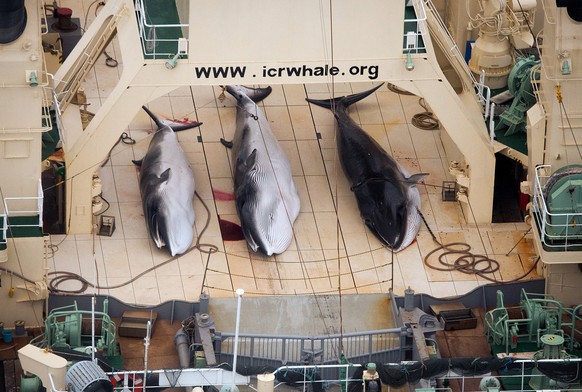 Wale an Bord der&nbsp;«Nisshin Maru» (Archivbild).