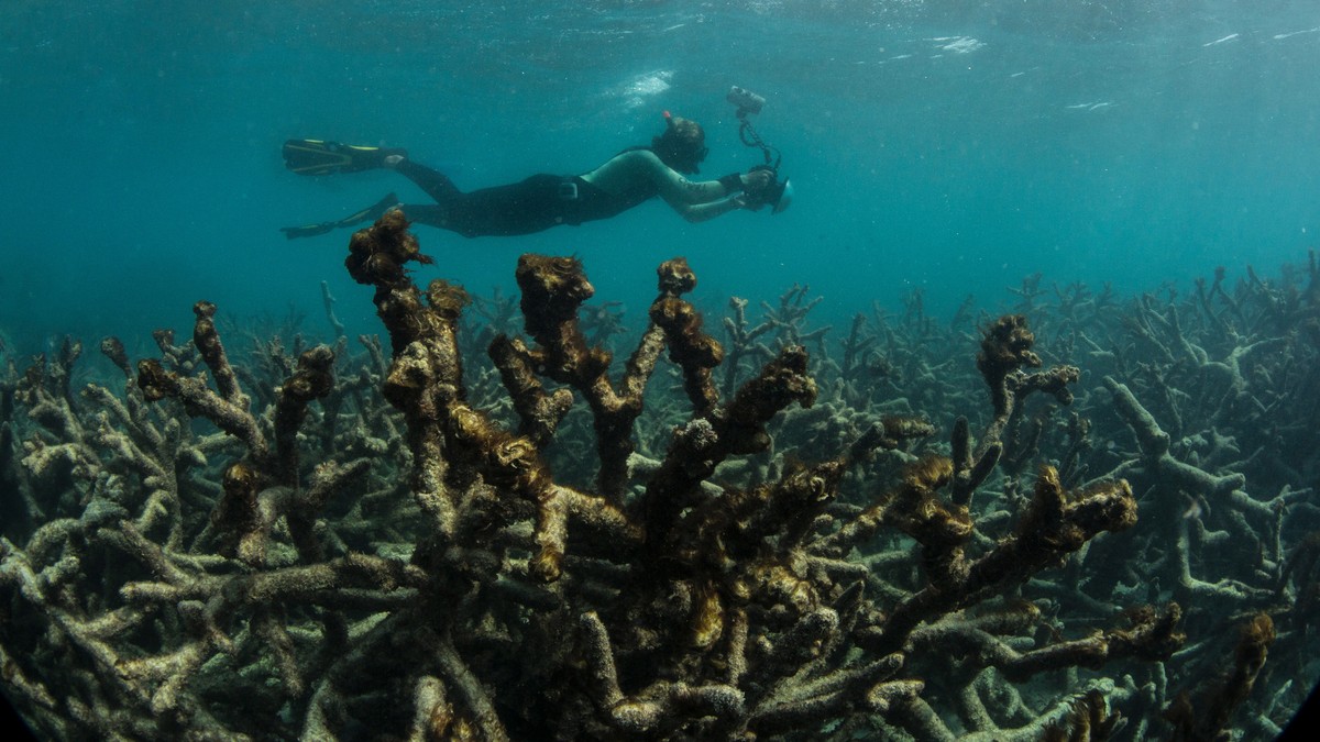 In this May 2016 photo released by The Ocean Agency/XL Catlin Seaview Survey, an underwater photographer documents an expanse of dead coral at Lizard Island on Australia's Great Barrier Reef. Cor ...