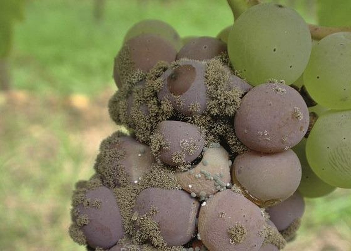 Botrytis cinerea (Graufäule).